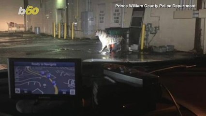 Life-Size Tiger Statue Gives Virginia Police A Moment of Big Fright