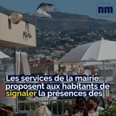 Stérilisation des goélands, Grasse "Ville Motarde", Sanctuaire de la Madone d'Utelle: voici votre brief info de ce jeudi après-midi