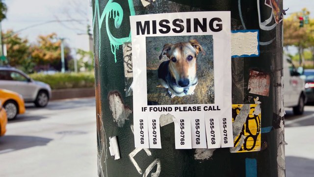 Un Viaggio a Quattro Zampe - Cercasi amico