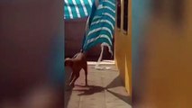 ¡Perro abraza a policía después de haberle salvado!