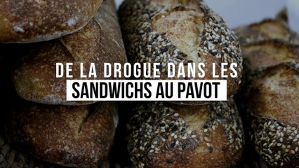 De la drogue dans les sandwichs au pavot