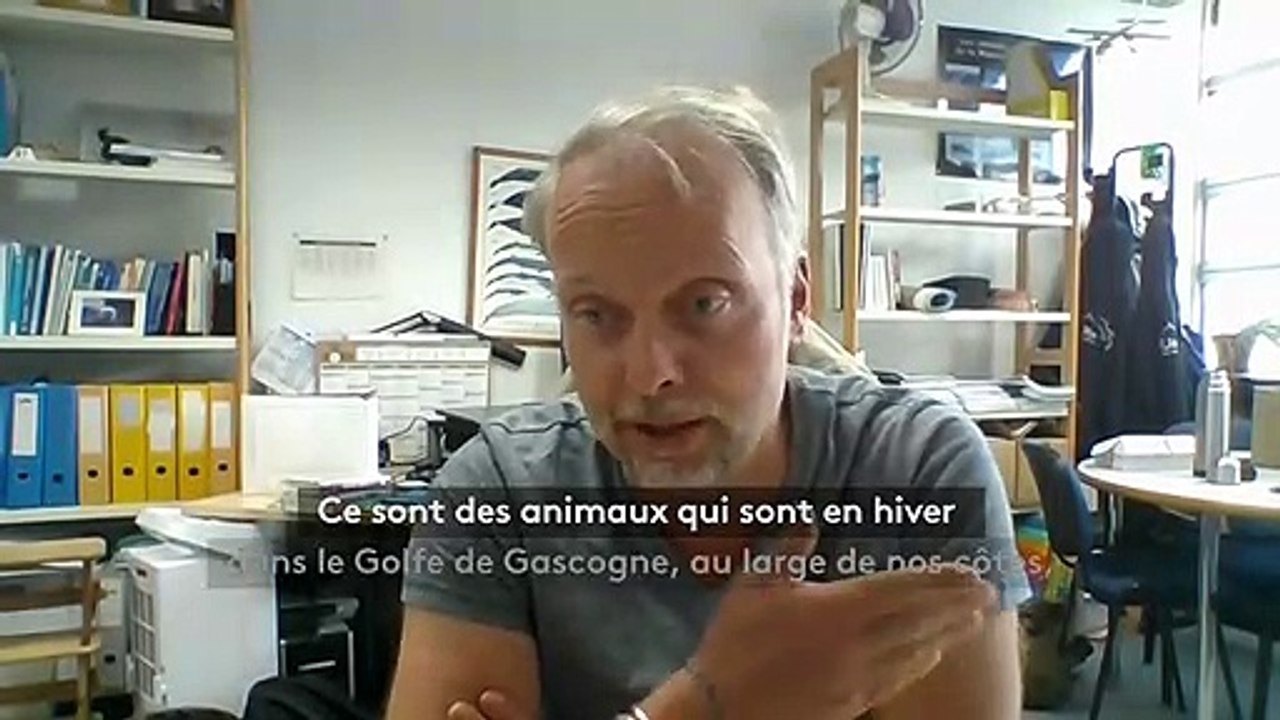 Plus de 700 dauphins morts échoués sur la côte atlantique : "C'est la partie émergée de l'iceberg", s'inquiète un biologiste