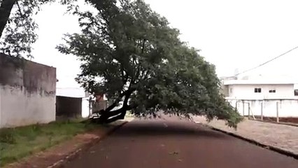 Árvore cede e interdita Rua Estácio de Sá