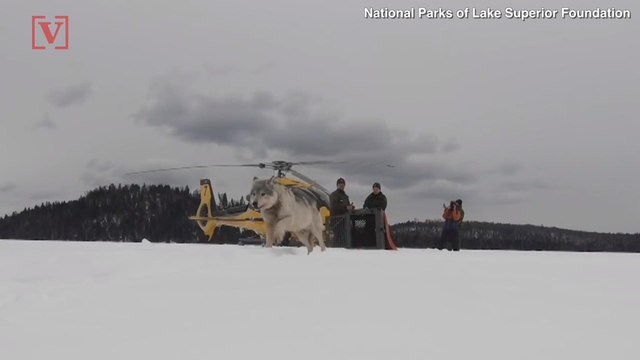 Wolves Air-Dropped into National Park to Limit the Moose Population