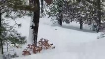 Un chien fraie un chemin à son pote bloqué dans la neige