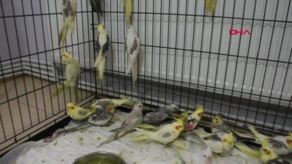 Edirne İlaçla Uyutup, Keselere Sıkıştırdığı Papağanlarla Sınır Kapısında Yakalandı