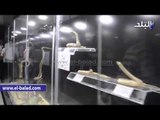 «المتحف الحيوانى» كنز مدفون يخرج للنور.. يحوى أكبر مجموعة علمية حيوانية