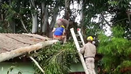 Bombeiros cortam árvore no Montreal
