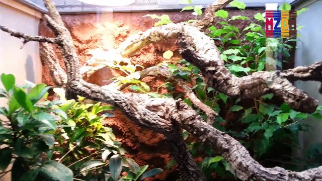 B49- Trimeresurus Trigonocephalus, Sir Lankan Pit viper