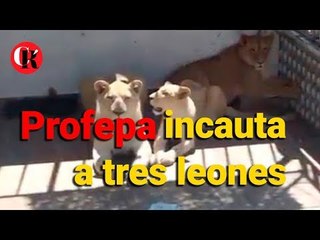 Profepa incauta a tres leones