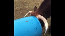 Man plays fetch with Tex, the two-ton Texas Longhorn