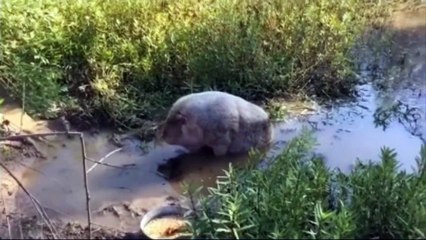 Roland the Texas pig learns to walk again in this heartwarming journey