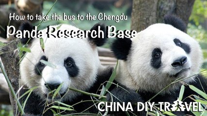 Chengdu Panda Base by bus and by subway