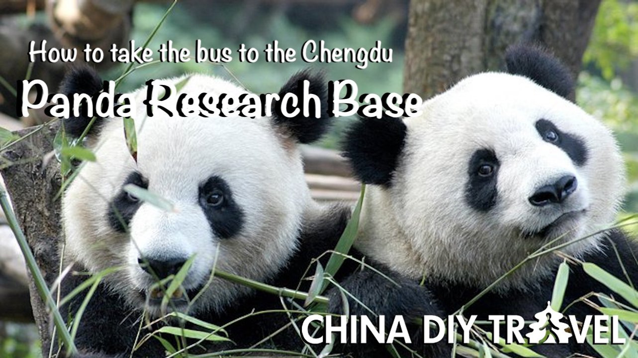 Chengdu Panda Base by bus and by subway