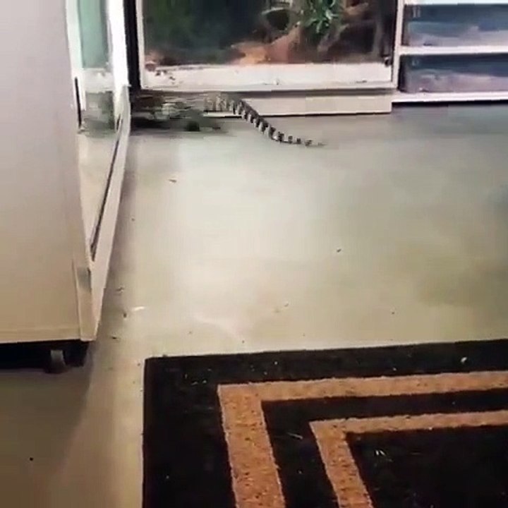 Alligator dog Kim