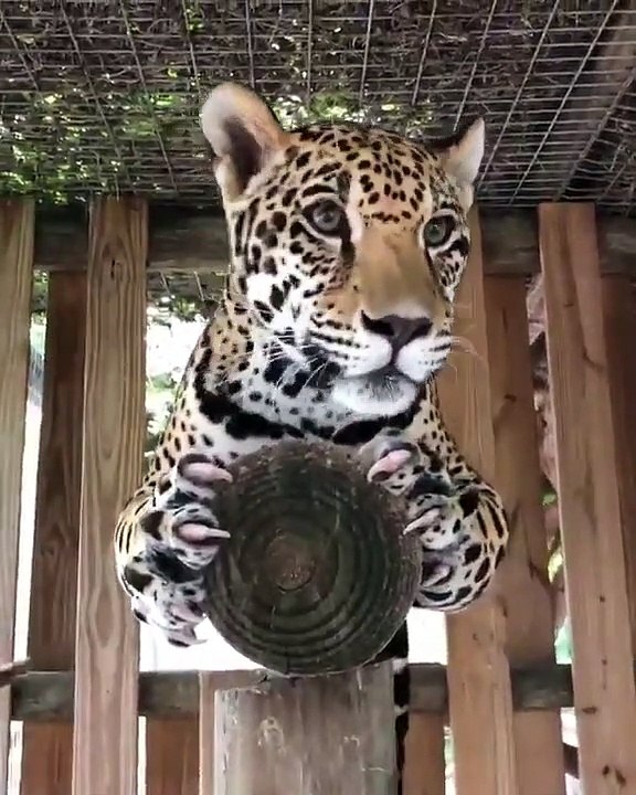 Tiger Puma Relax