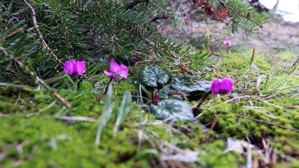 Abant'ta çiğdemler çiçek açtı - BOLU