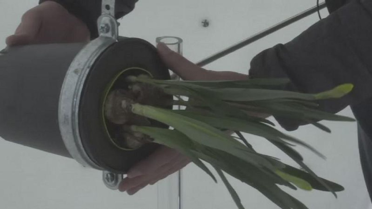 French scientists decipher trees' hidden intelligence