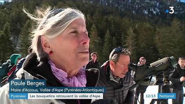 Pyrénées-Atlantiques : les bouquetins retrouvent la Vallée d'Aspe