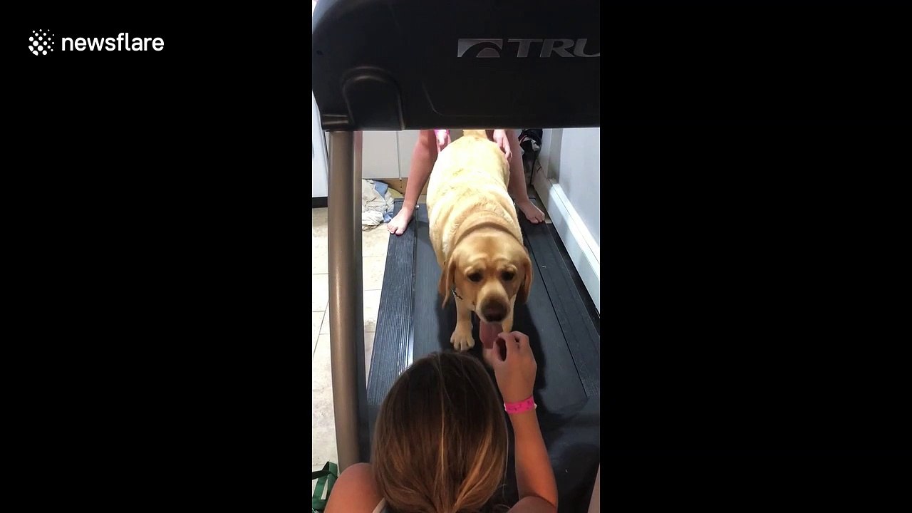 What more motivation do you need? Yellow Labrador exercises for treats