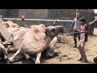 .سوق جمال "برقاش": الاسعار من 9000 حتي 30000 جنيه