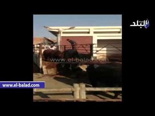 120 ألف كيلو لحوم بلدية مدعمة عيدية محافظة الفيوم للمواطنين فى عيد الأضحى