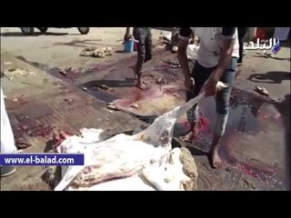 أهالى الدقهلية يحتفلون بالعيد بذبح الاضحية