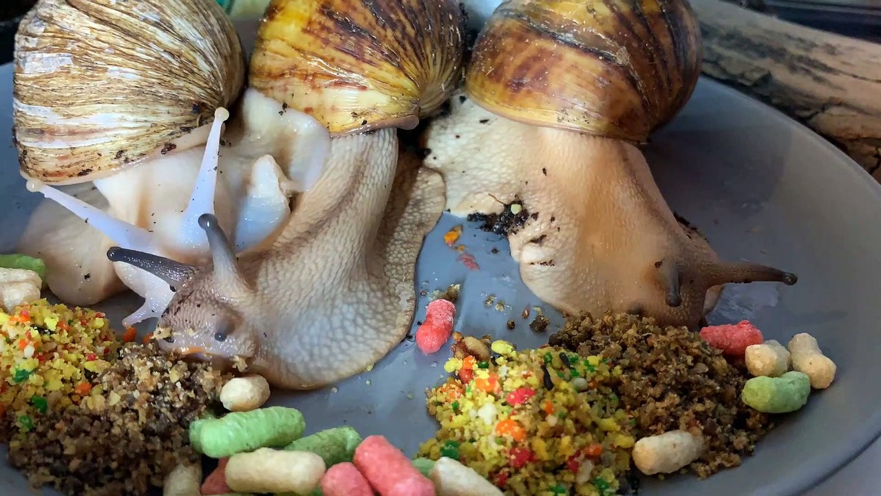 Regardez ces escargots manger dans l'assiette.. filmés en accéléré !!
