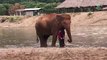 Un éléphant très protecteur avec son maitre... Adorable