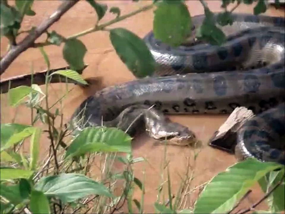 Des brésiliens dénichent un énorme anaconda dans un petit cours d'eau
