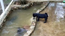 Ce chiot rencontre pour la première fois des petites loutres