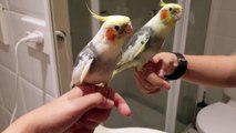 Musical Cockatiel Carries a Tune