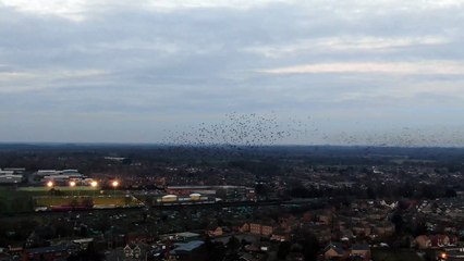 Drone Captures Beautiful Bird Flock Formations
