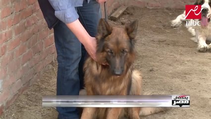 تاجر ومربي كلاب ليحدث في مصر بدأت قبل 9 سنين بكلب واحد وقلبت معايا بتجارة