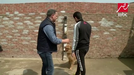 حتى الكلاب فيها مستويات.. مربي وتاجر كلاب فيه أنواع شعبية بتبدأ من ألف جنيه