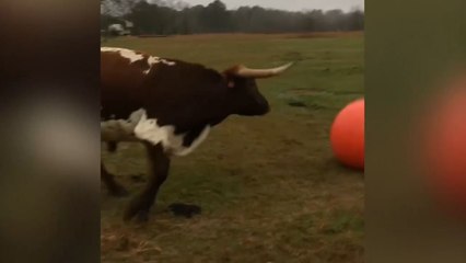 Un taureau joue avec un ballon rouge !