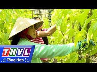 THVL | Nhịp sống đồng bằng: Làng trầu Vị Thủy