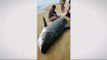 Tubarão foi encontrado em praia do Rio de Janeiro