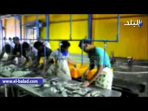 صدى البلد | مصر-أسوان تمول مركز البحوث لتنمية الثروة السمكية ببحيرة ناصر