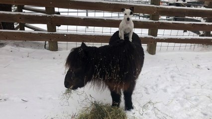 Jack Russell Puppy is Ready to Ride