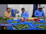 صدى البلد | طريقة تعبئة وتغليف الخضراوات والفاكهة  بسوق العبور