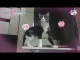 [JustBeJoyful JBJ] I am the only one who don't have a cat... Becoming a fan of Tolbi&Leusi Ep.1