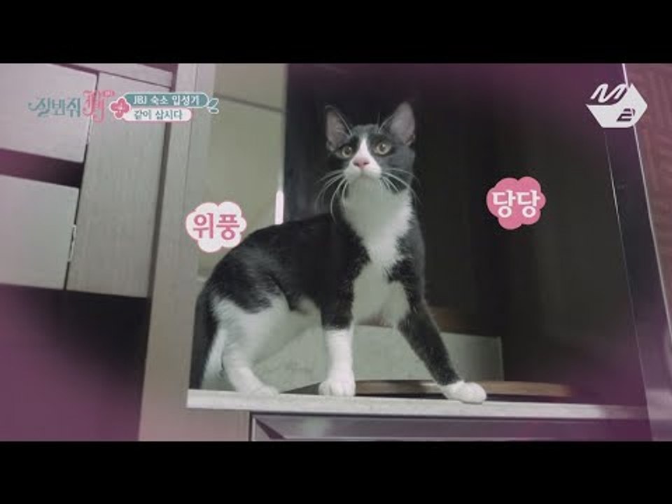 [JustBeJoyful JBJ] I am the only one who don't have a cat... Becoming a fan of Tolbi&Leusi Ep.1