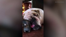 Bulldog Sleeps Against Chair Leg
