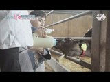 [JustBeJoyful JBJ] JBJ Milking the cows and  Bottle-feeding calves Ep.4