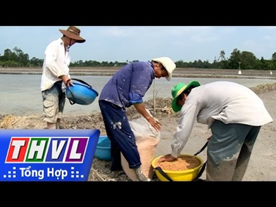 THVL | Chuyện hôm nay: Vĩnh Long với vụ lúa hè thu hạn mặn (21/4/2016)