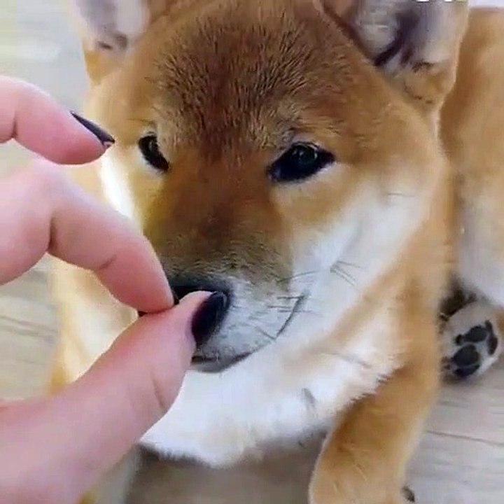 Challenging game for your pet