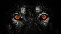 Lone Wolf Mindset - How To Go Your Own Way