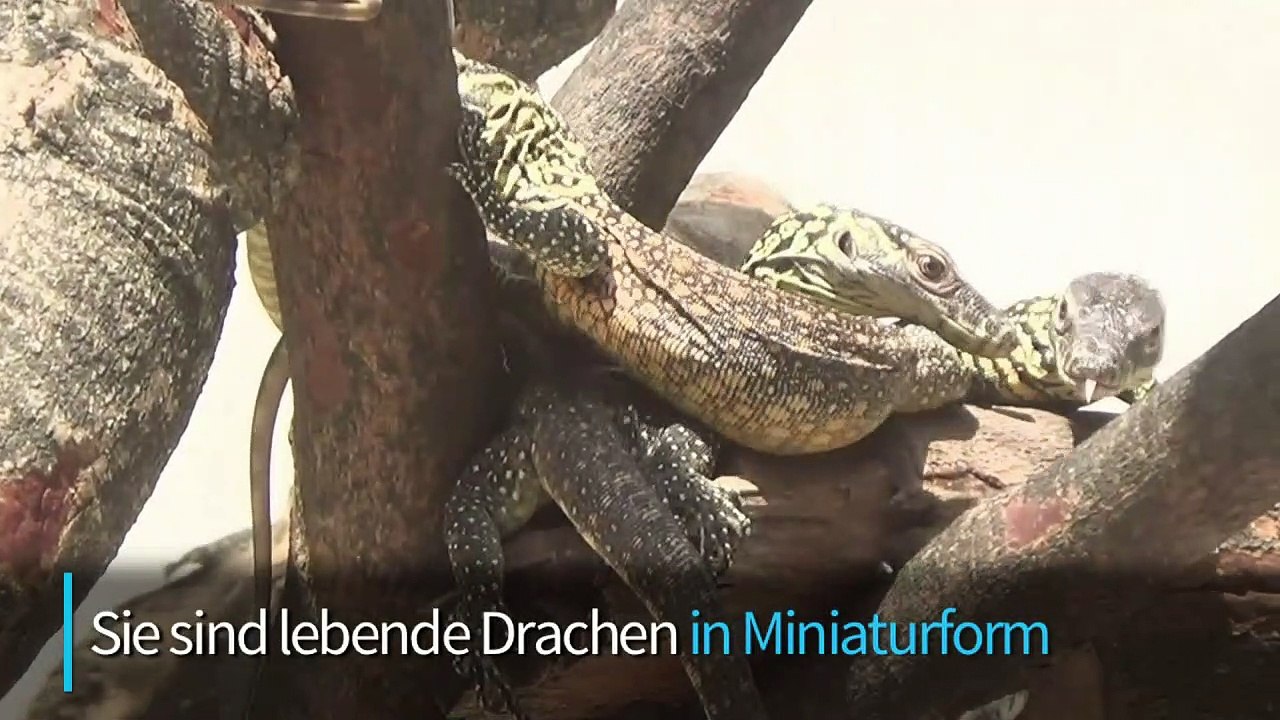 'Lebende Drachen' im Surabaya-Zoo geschlüpft