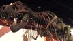 Scientists Find Dinosaurs Were Flourishing And Unaffected By Climate Change Before Asteroid Strike
